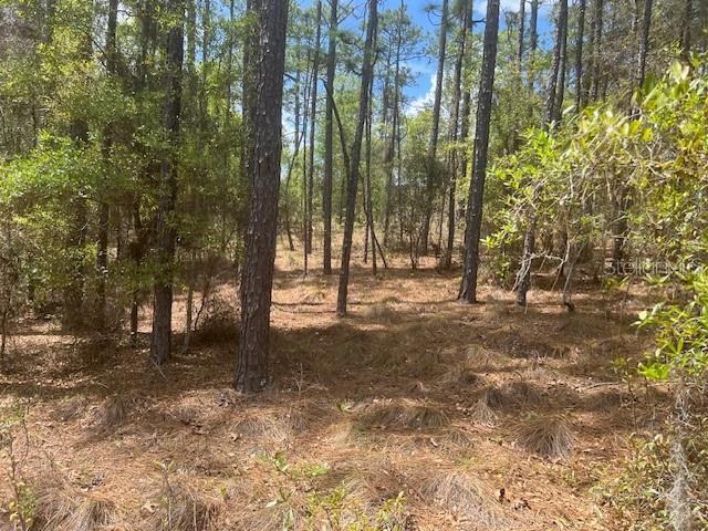 A wooded lot with tall pine trees and a ground layer of dry pine needles — 181 WHIRLWIND LOOP, HAWTHORNE, FL