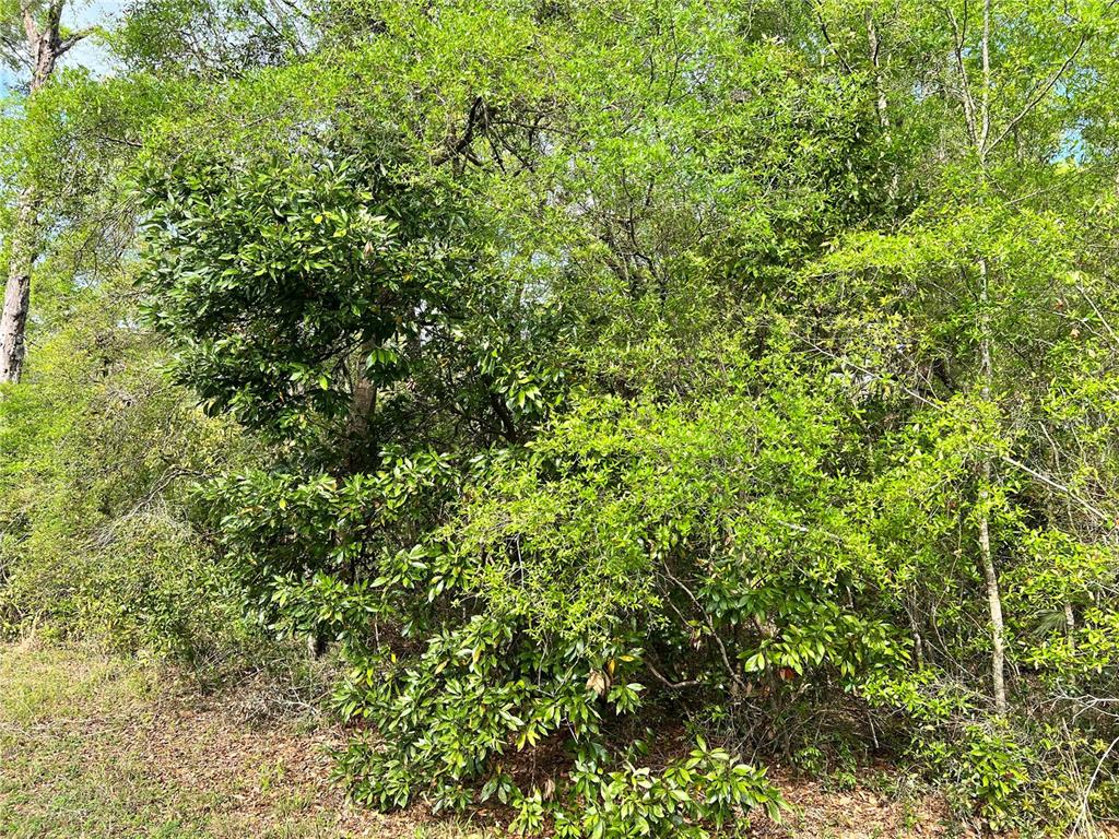 A dense cluster of green trees and shrubs grows along the edge of a lawn — NW 74TH COURT UNIT 111, CHIEFLAND, FL
