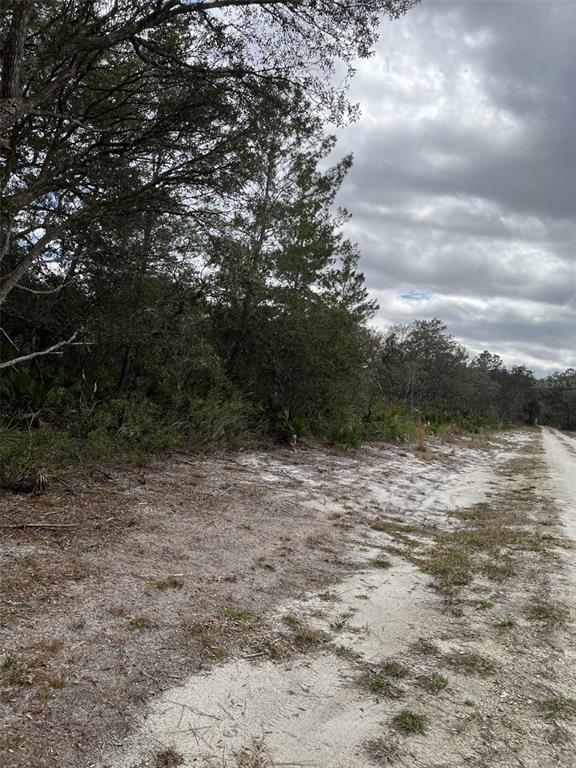 A dirt road runs alongside a wooded lot with sandy ground and dense trees — 0 NE 144 COURT, FORT MC COY, FL