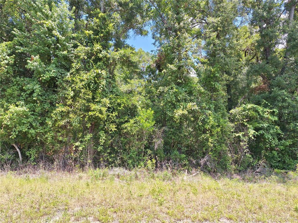 A dense line of trees and foliage borders a patch of dry, grassy land — TBD N HWY 19, CHIEFLAND, FL