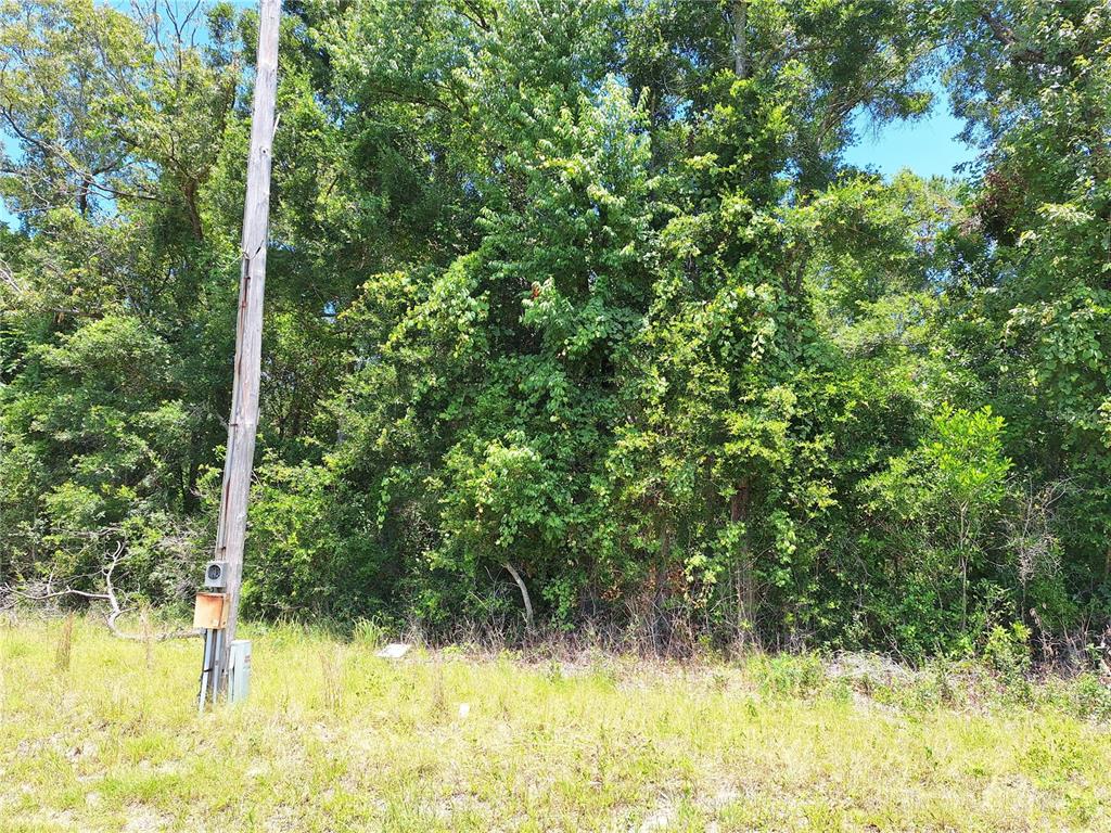 A utility pole stands in front of a dense, wooded area with overgrown green foliage — TBD N HWY 19, CHIEFLAND, FL
