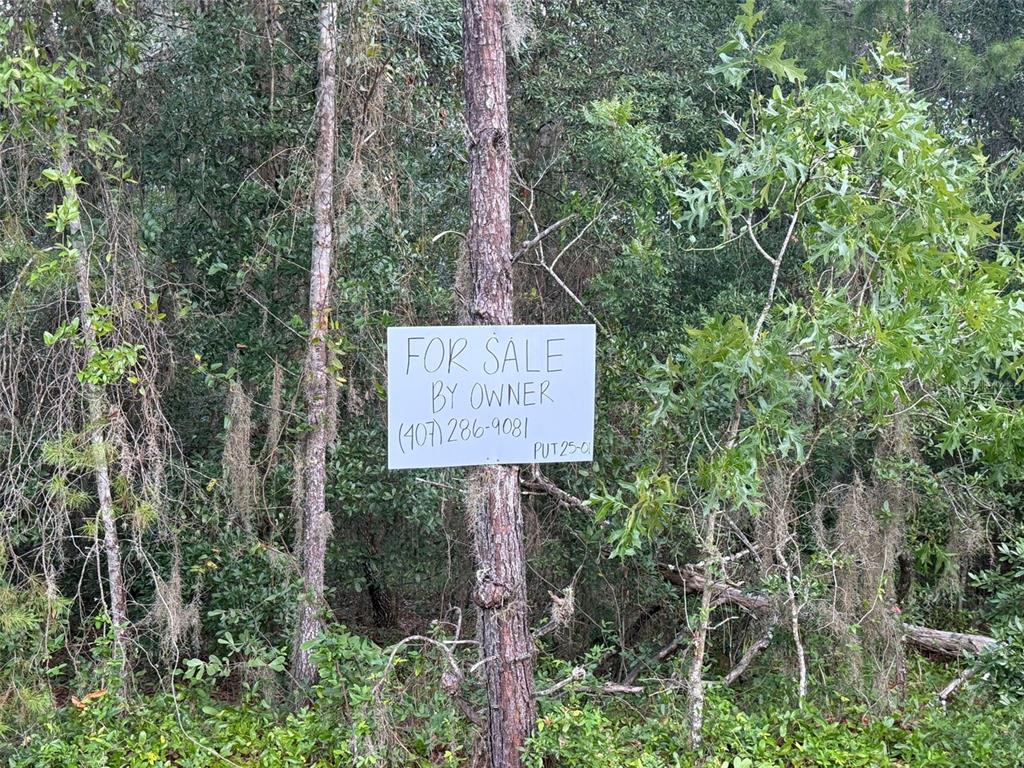 A handwritten for sale by owner sign is attached to a tree in a wooded area — 905 E HILLSBOROUGH AVENUE, FLORAHOME, FL