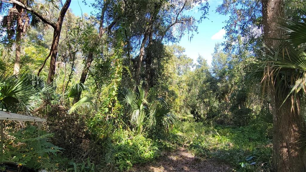 A wooded lot with dense trees, palm plants, and a small section of a structure — LAKEVIEW STREET, DELAND, FL