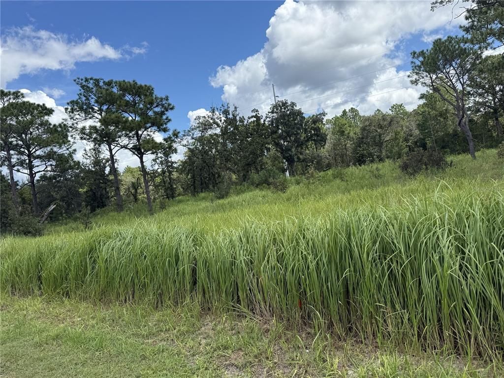12220 MARVELWOOD ROAD, WEEKI WACHEE, FL — photo 3 of 6