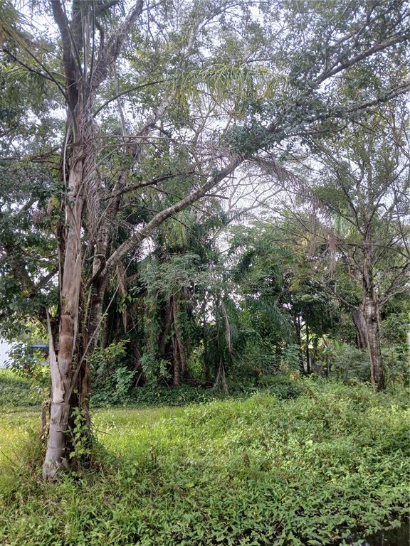 A grassy, overgrown lot features several tall trees and dense vegetation under a cloudy sky — 18565 N 16TH AVENUE E, ORLANDO, FL