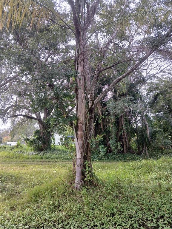 A tall palm tree stands in a grassy, wooded lot with other trees in the background — 18565 N 16TH AVENUE E, ORLANDO, FL