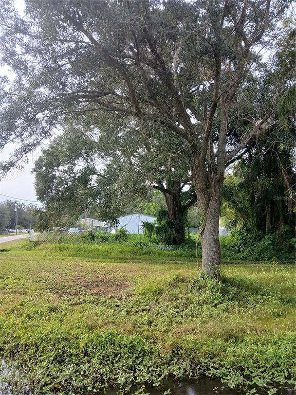 A large tree stands in a grassy lot near a small white building — 18565 N 16TH AVENUE E, ORLANDO, FL