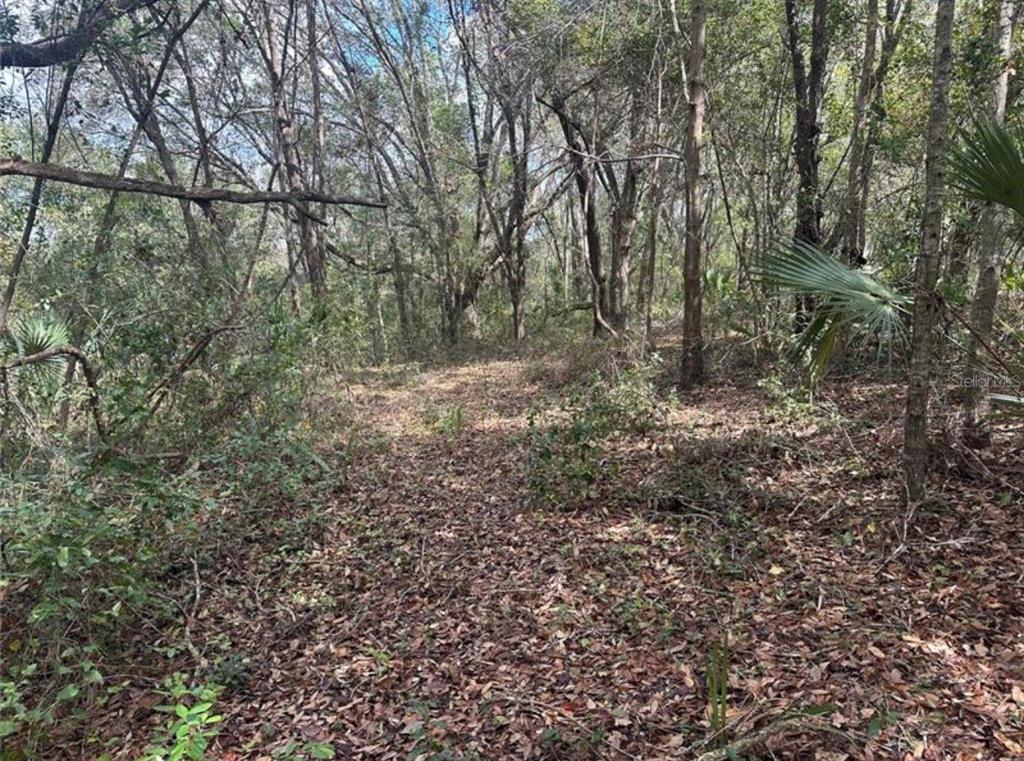 A wooded lot covered in fallen leaves with various trees and underbrush — 0 SOUTH LAKE HIAWATHA DRIVE, LADY LAKE, FL