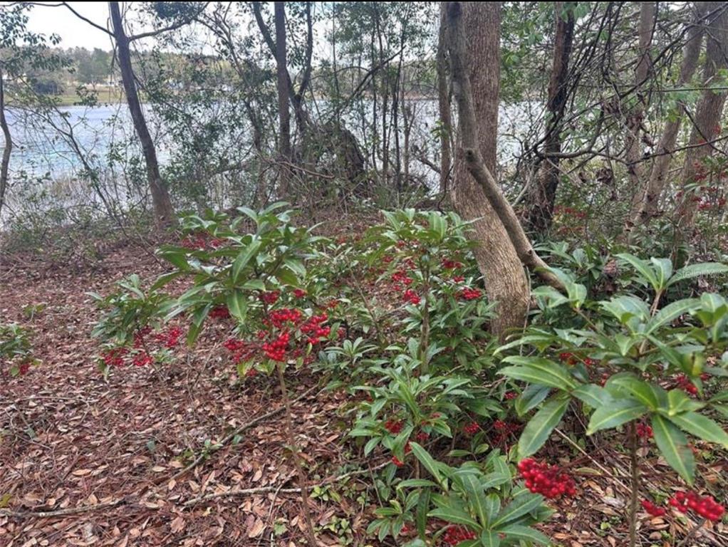 A wooded area with red-berried shrubs overlooking a lake in the background — 0 SOUTH LAKE HIAWATHA DRIVE, LADY LAKE, FL