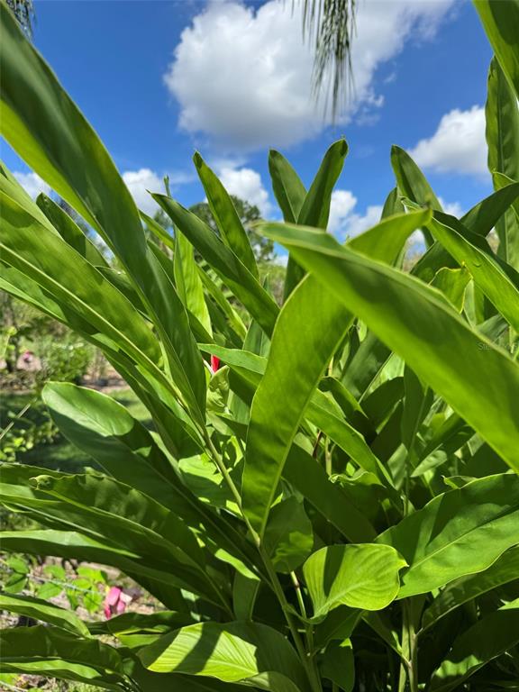 MECCA HAMMOCK TRAIL, SANFORD, FL — photo 3 of 16