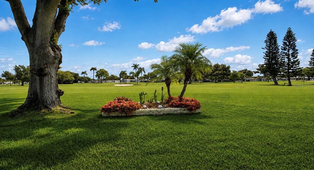 A large tree and a small garden bed with cacti sit on a grassy lawn — 1100 BELCHER ROAD S UNIT 448, LARGO, FL