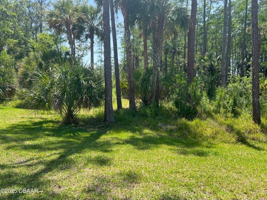 A grassy clearing is surrounded by a dense forest of pine and palm trees — 3 REMINGTON ROAD, ORMOND BEACH, FL
