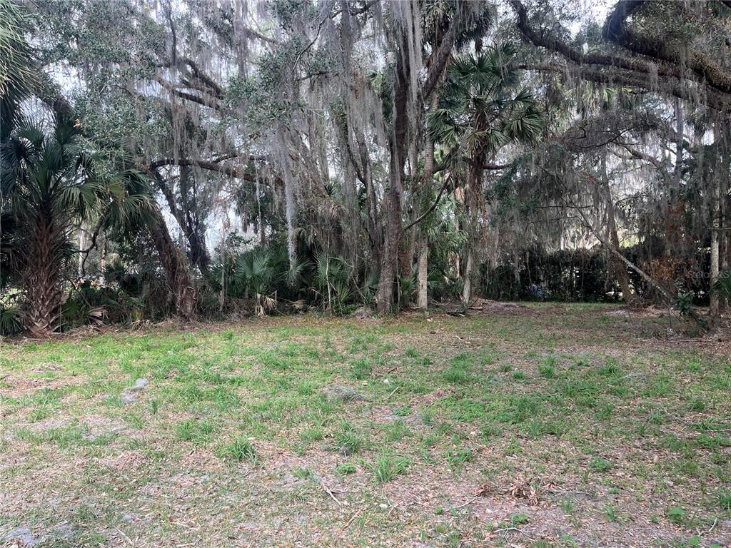 A grassy lot features large trees draped in Spanish moss and dense undergrowth — 183RD AVENUE, HAWTHORNE, FL