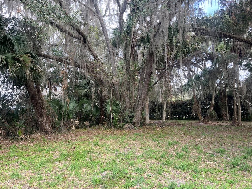 A wooded, grassy lot features large oak trees with Spanish moss and several palm trees — 183RD AVENUE, HAWTHORNE, FL