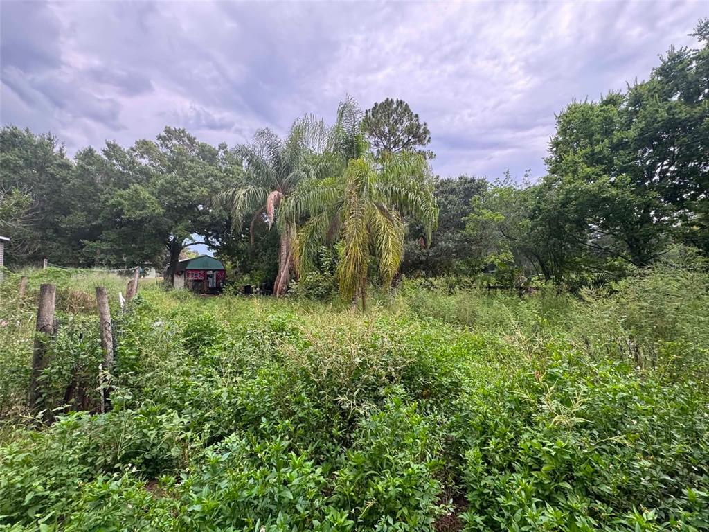 An overgrown lot features a small shed and a palm tree under a cloudy sky — 6702 NE 1ST STREET, OKEECHOBEE, FL