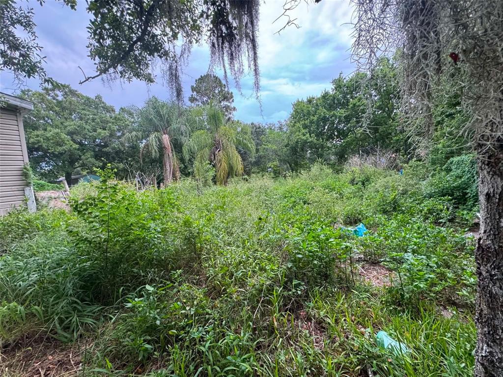An overgrown backyard features tall weeds, various trees, and a partial view of a house — 6702 NE 1ST STREET, OKEECHOBEE, FL