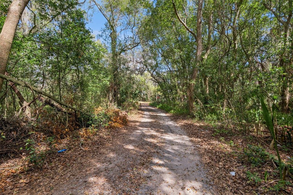 A dirt path winds through a wooded area with dense trees and fallen branches — MECHANIC STREET, MAITLAND, FL