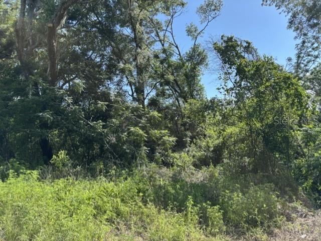 A view of a densely wooded, undeveloped lot with tall trees and thick ground vegetation — 7157 GLORY ROAD, ZEPHYRHILLS, FL