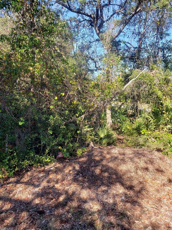 A wooded lot with dense vegetation, trees, and a pile of mulch in the foreground — CHESTNUT AVENUE, ORANGE CITY, FL