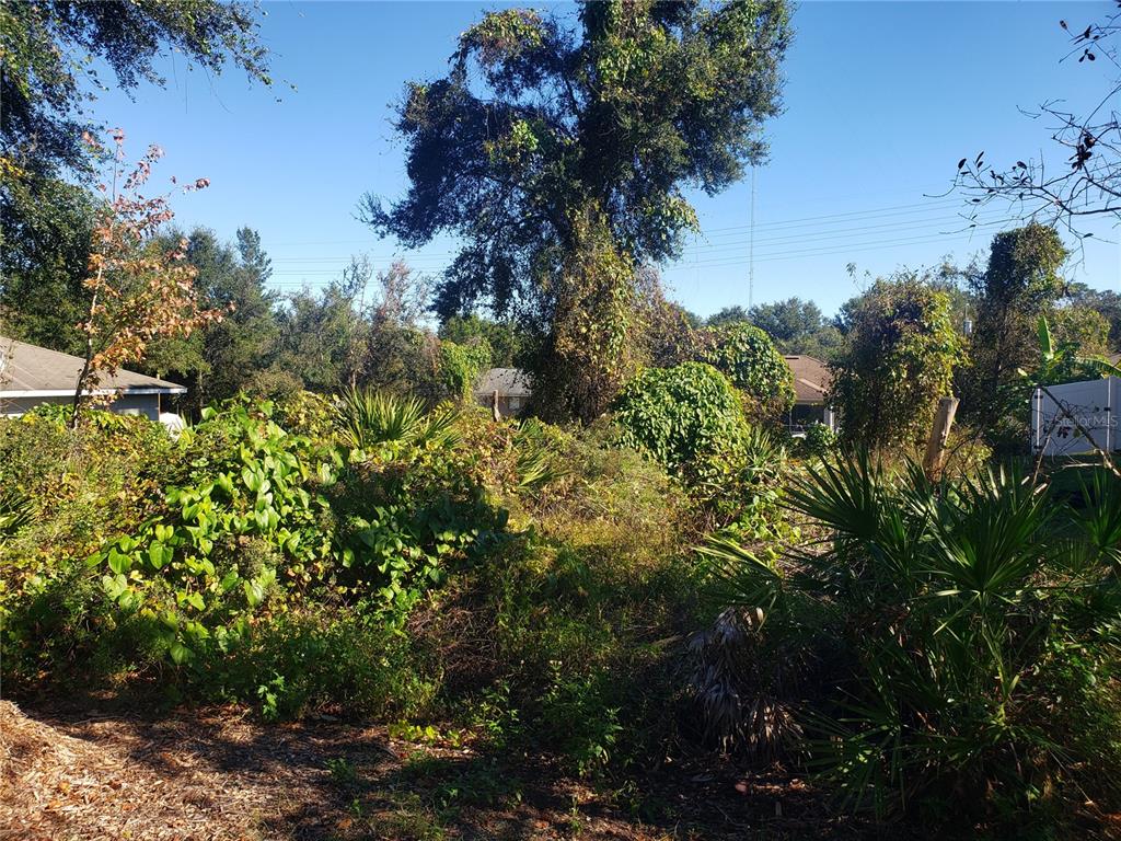 A heavily overgrown residential lot features dense vegetation, palm plants, and large mature trees — CHESTNUT AVENUE, ORANGE CITY, FL