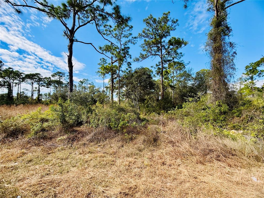 A view of a wooded, undeveloped lot with tall pine trees and dry brush — 2007 TRUMAN AVENUE, ALVA, FL