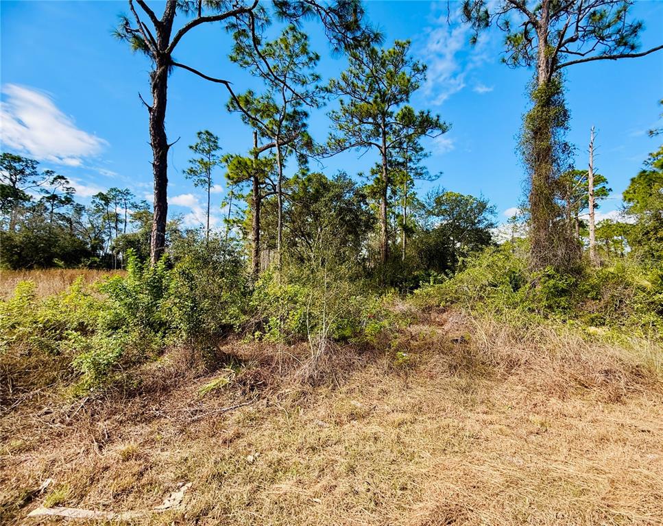 A view of a grassy, undeveloped lot with scattered trees and dense brush — 2007 TRUMAN AVENUE, ALVA, FL