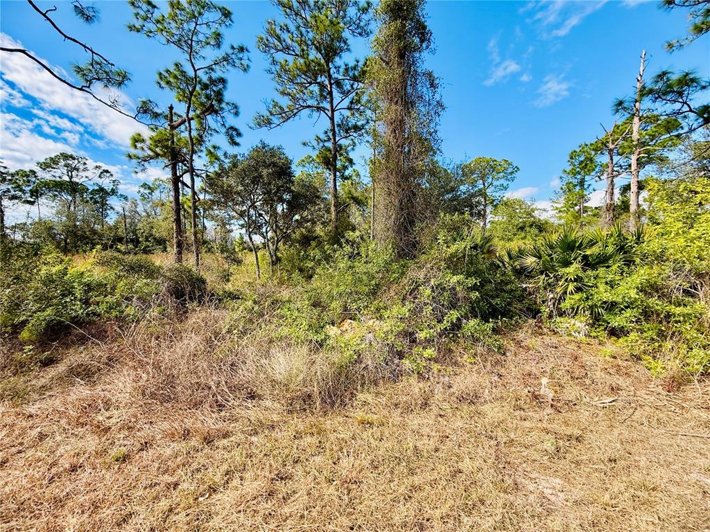 A view of a wooded lot with tall pine trees and dense underbrush — 2007 TRUMAN AVENUE, ALVA, FL