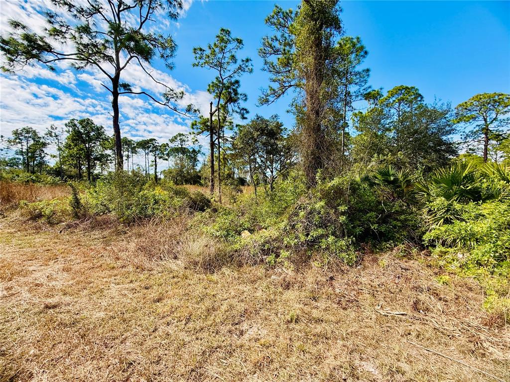 A view of a grassy, undeveloped lot with scattered trees and dense brush — 2007 TRUMAN AVENUE, ALVA, FL