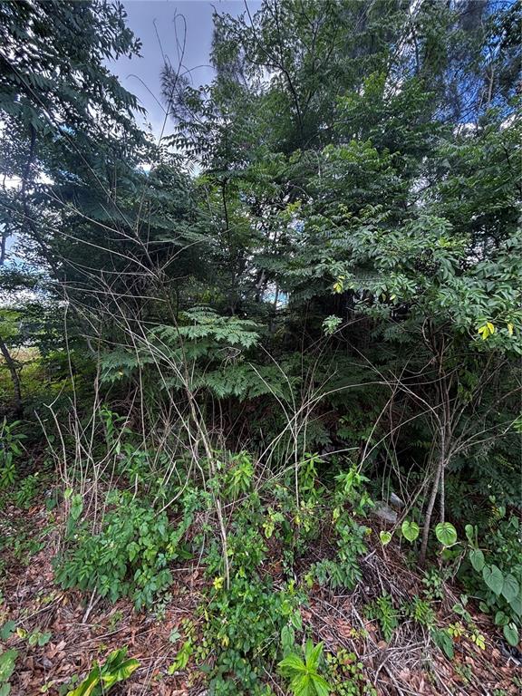 A dense, overgrown wooded area with various trees, shrubs, and ground-level vegetation — LEE STREET, BOWLING GREEN, FL