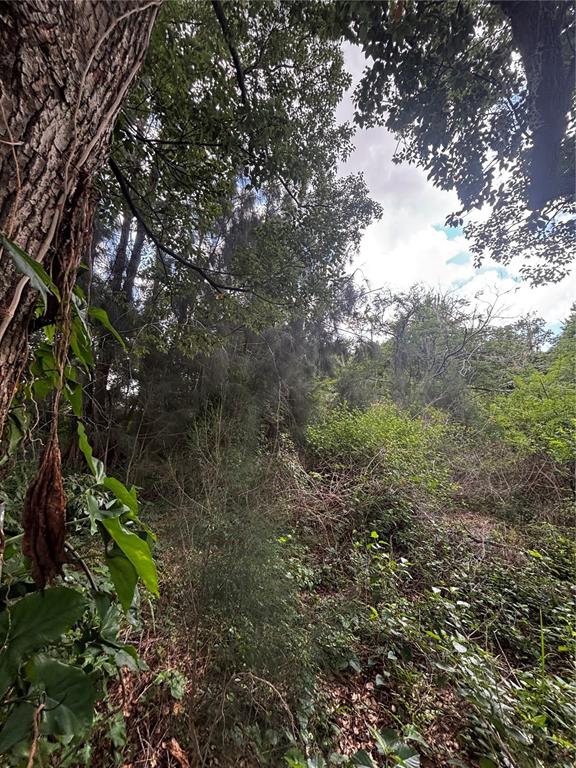 A view of a dense, wooded area with mature trees and thick undergrowth — LEE STREET, BOWLING GREEN, FL