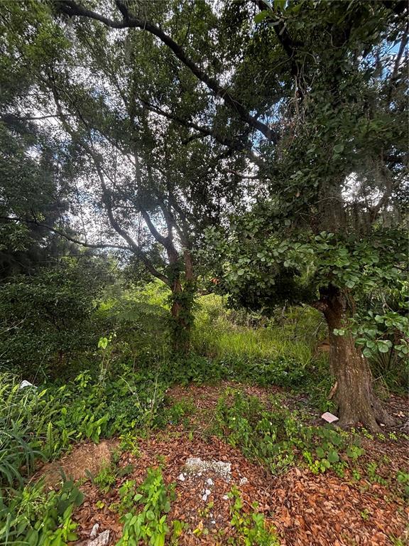 A wooded lot with mature trees and dense undergrowth under a bright sky — LEE STREET, BOWLING GREEN, FL