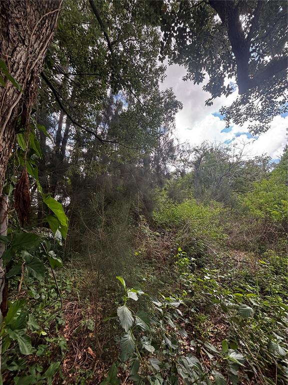 A view of a densely wooded area with various trees and thick undergrowth — LEE STREET, BOWLING GREEN, FL