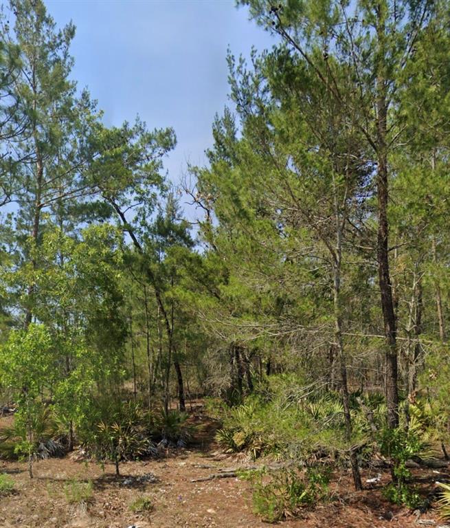 A wooded lot features tall pine trees and low-lying palmetto bushes under a blue sky — MALAUKA TRAK, OCKLAWAHA, FL