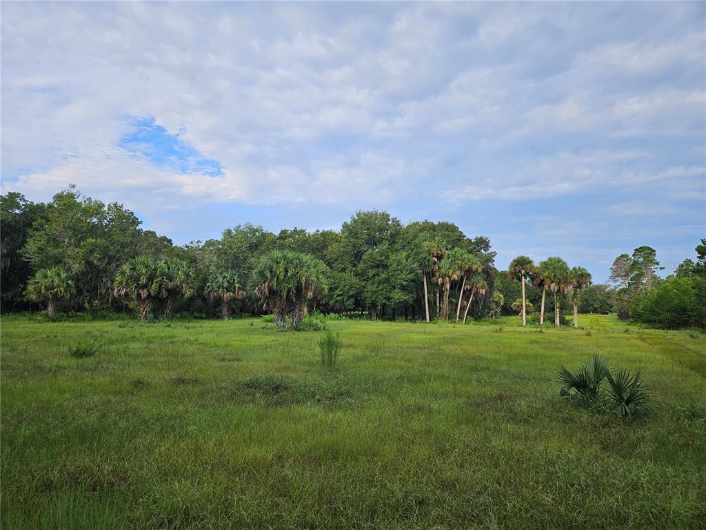 A grassy field leads to a dense line of trees and palm trees under a sky — SNOW HILL RD ROAD, GENEVA, FL