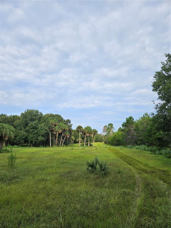 A grassy field with scattered palm trees and a dirt path under a cloudy sky — SNOW HILL RD ROAD, GENEVA, FL