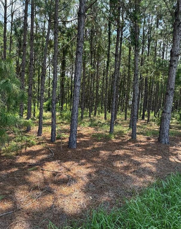 A wooded lot with tall pine trees and a ground covered in pine needles — CR 227 ROAD, OXFORD, FL