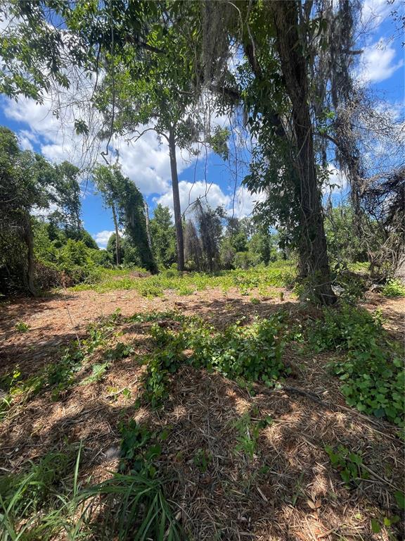 A wooded, undeveloped lot features scattered low-lying vegetation and tall trees under a blue sky — COUNTY ROAD 42, UMATILLA, FL