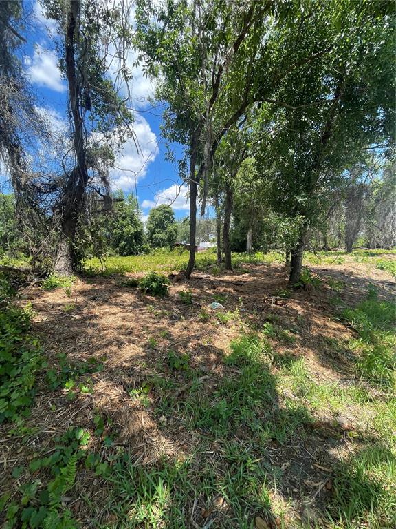 A wooded lot with scattered trees and patches of grass under a blue sky — COUNTY ROAD 42, UMATILLA, FL