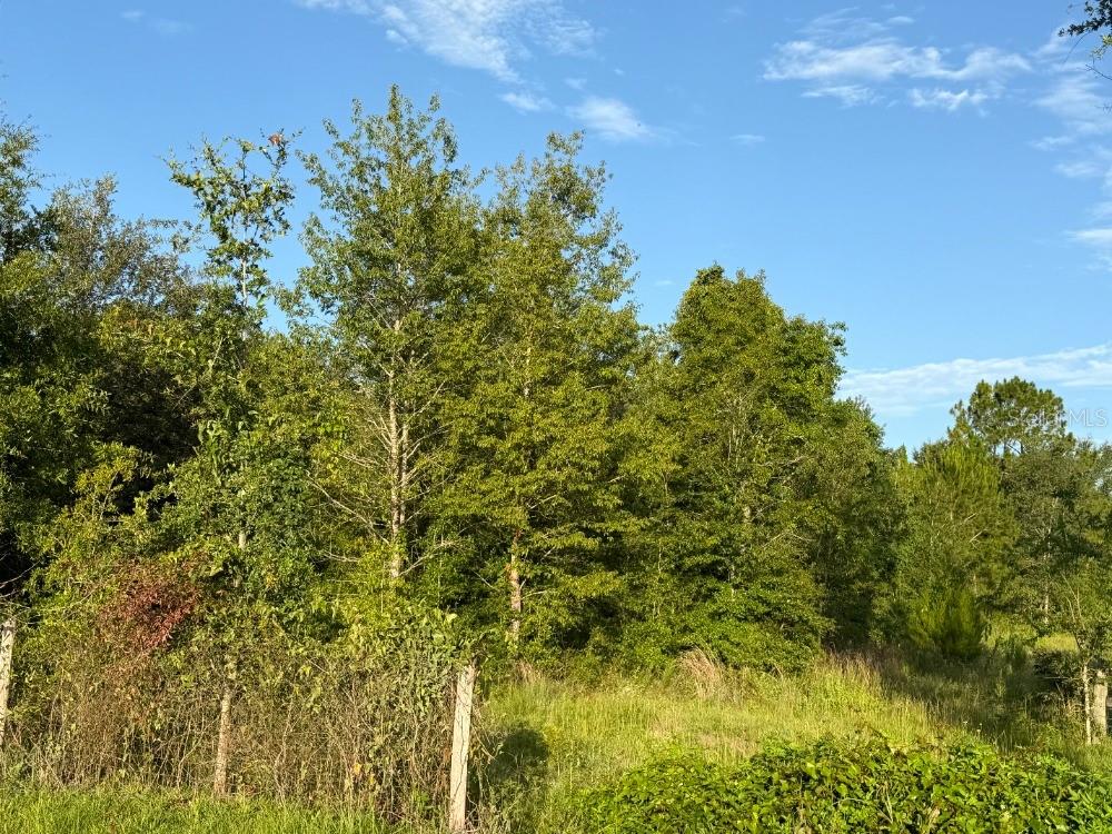 A view of a grassy field bordered by a wire fence and dense green trees — NE 160TH AVE, WILLISTON, FL