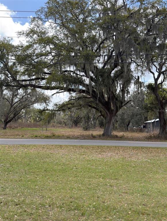 A large oak tree with Spanish moss stands behind a road and grassy yard — GASKIN ROAD, BARTOW, FL