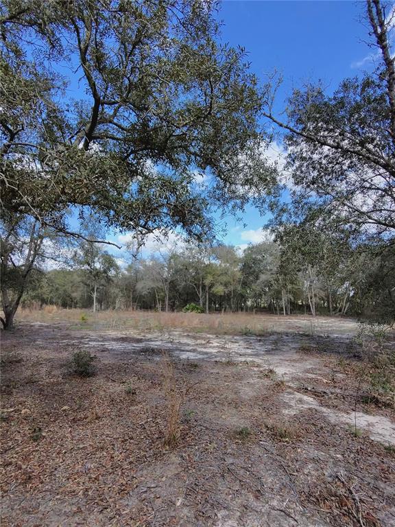 A sandy, partially cleared lot features scattered trees under a bright blue sky — TBD NE 96TH STREET, ARCHER, FL