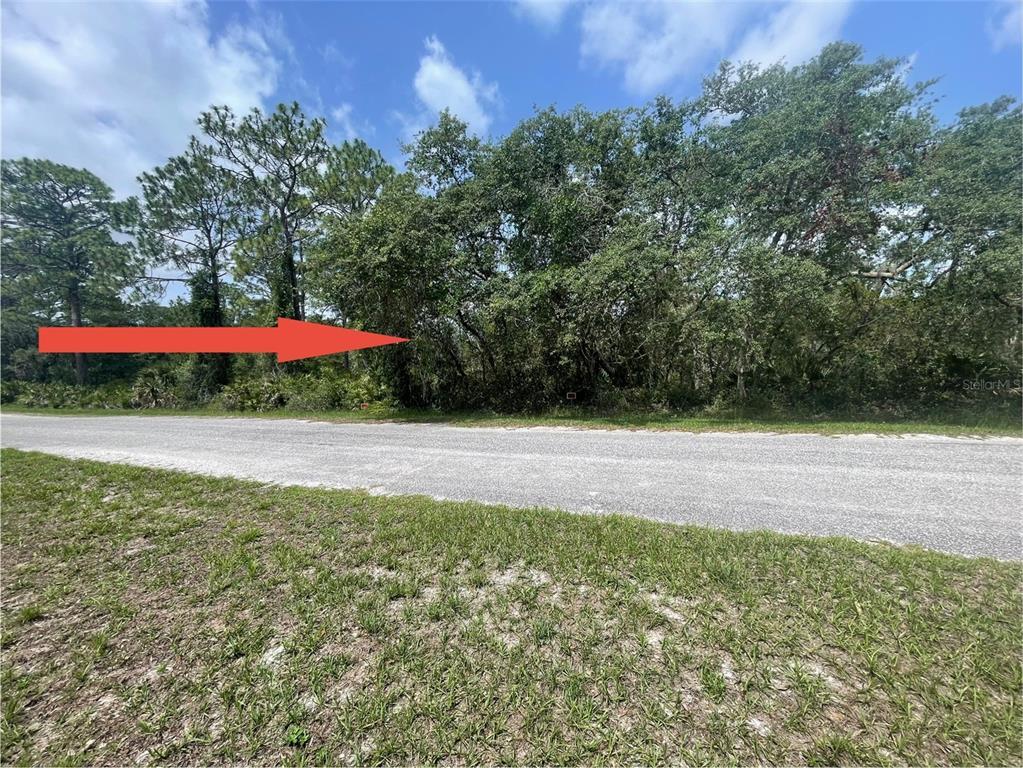 A paved road runs in front of a densely wooded, undeveloped residential lot — E CASHEW COURT, EUSTIS, FL