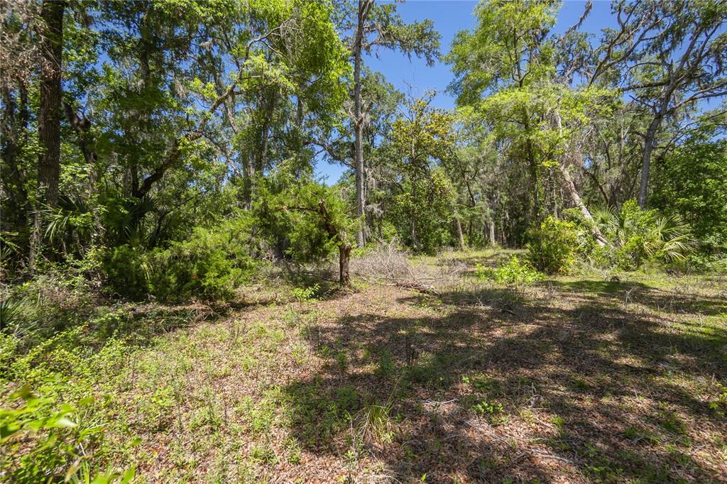 A wooded lot with scattered trees, shrubs, and a leaf-covered ground under a clear sky — 105 NE 239TH AVENUE, OLD TOWN, FL