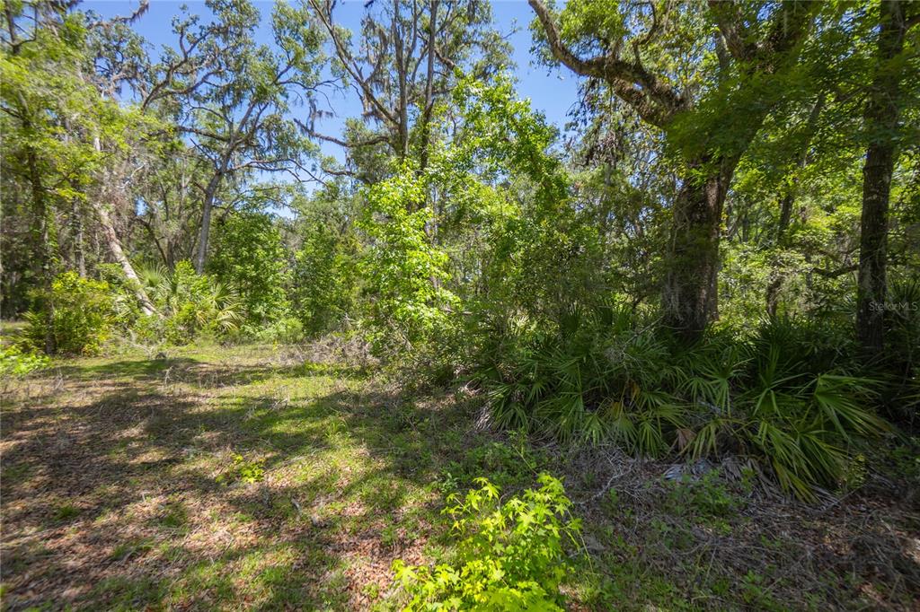 A wooded lot features mature trees, palmettos, and patches of sunlight on the ground — 105 NE 239TH AVENUE, OLD TOWN, FL