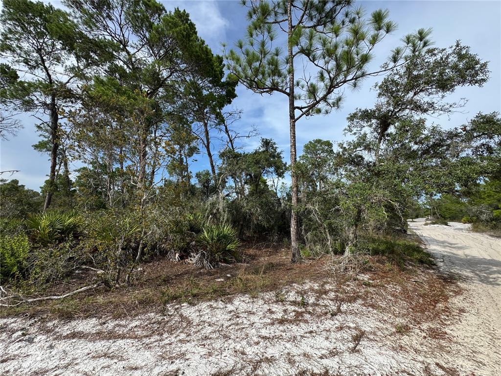 A sandy road runs alongside a wooded lot featuring pine trees and native Florida vegetation — 2117 GARDENIA TERRACE, SEBRING, FL