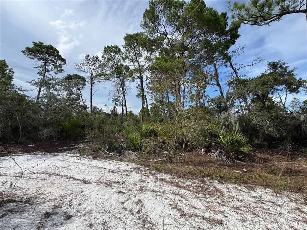 A sandy, undeveloped lot features scattered pine trees and low-lying scrub vegetation — 2117 GARDENIA TERRACE, SEBRING, FL