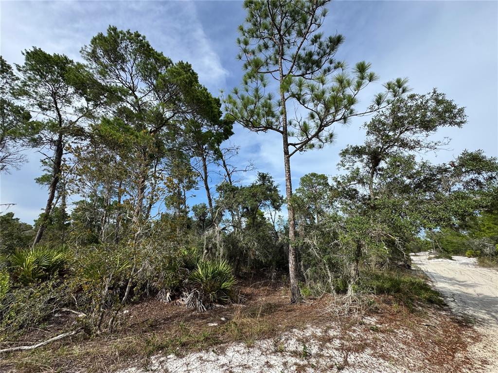 A sandy path runs alongside a wooded area with pine trees and palmetto bushes — 2117 GARDENIA TERRACE, SEBRING, FL