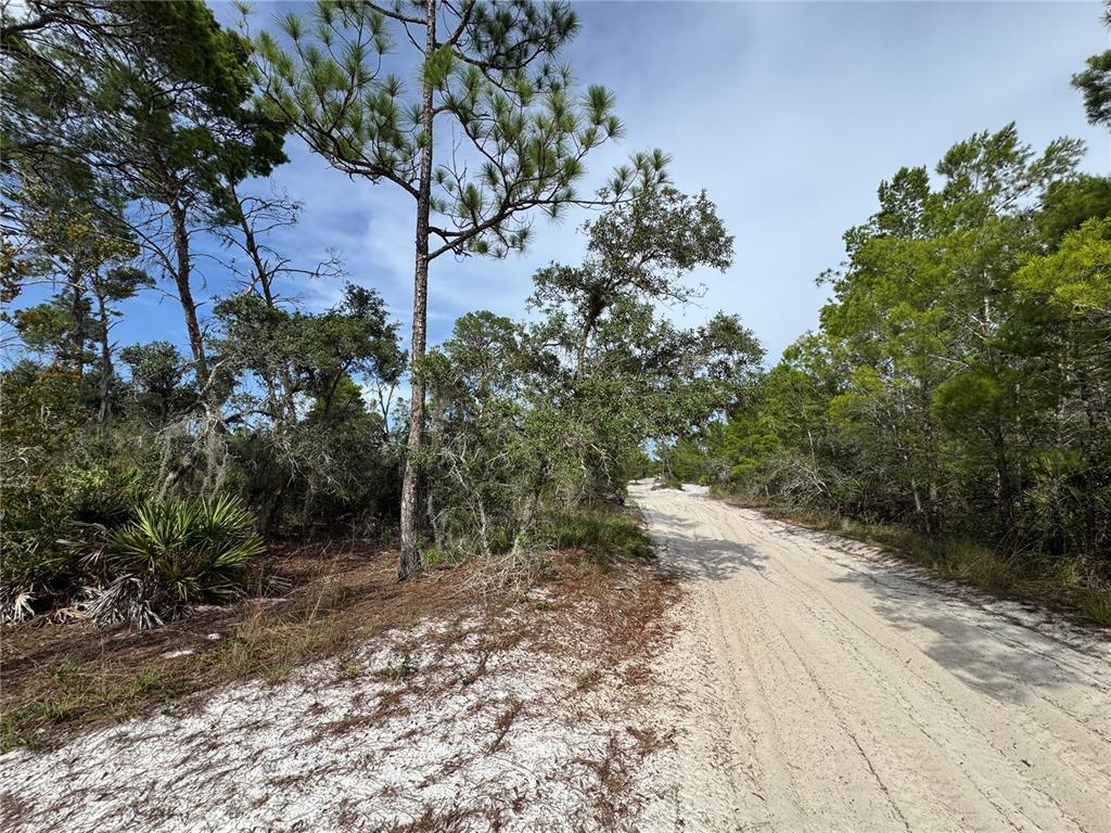 A sandy dirt road winds through a wooded area with pine trees and palmettos — 2117 GARDENIA TERRACE, SEBRING, FL