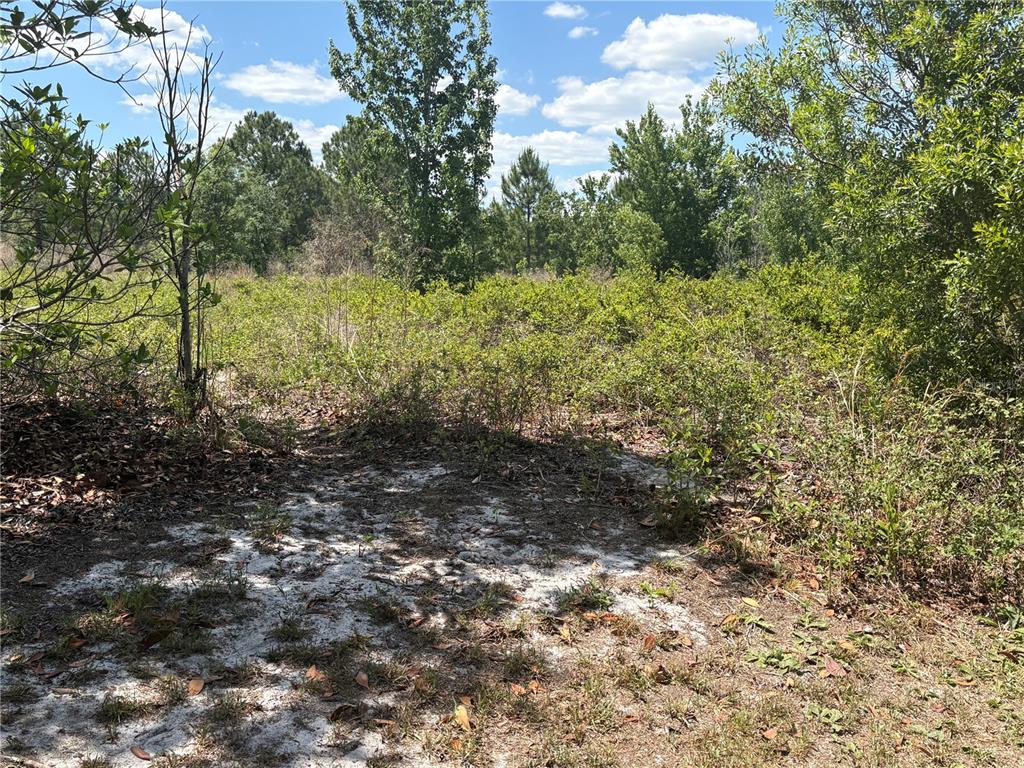 A view of a sandy, overgrown lot with scattered trees and shrubs under a blue sky — SAN JUAN AVE, POLK CITY, FL