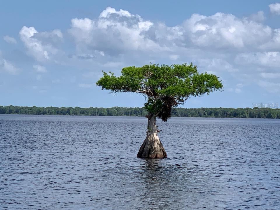 A single cypress tree stands in the middle of a calm, open lake — 21722 73RD LANE, VERO BEACH, FL